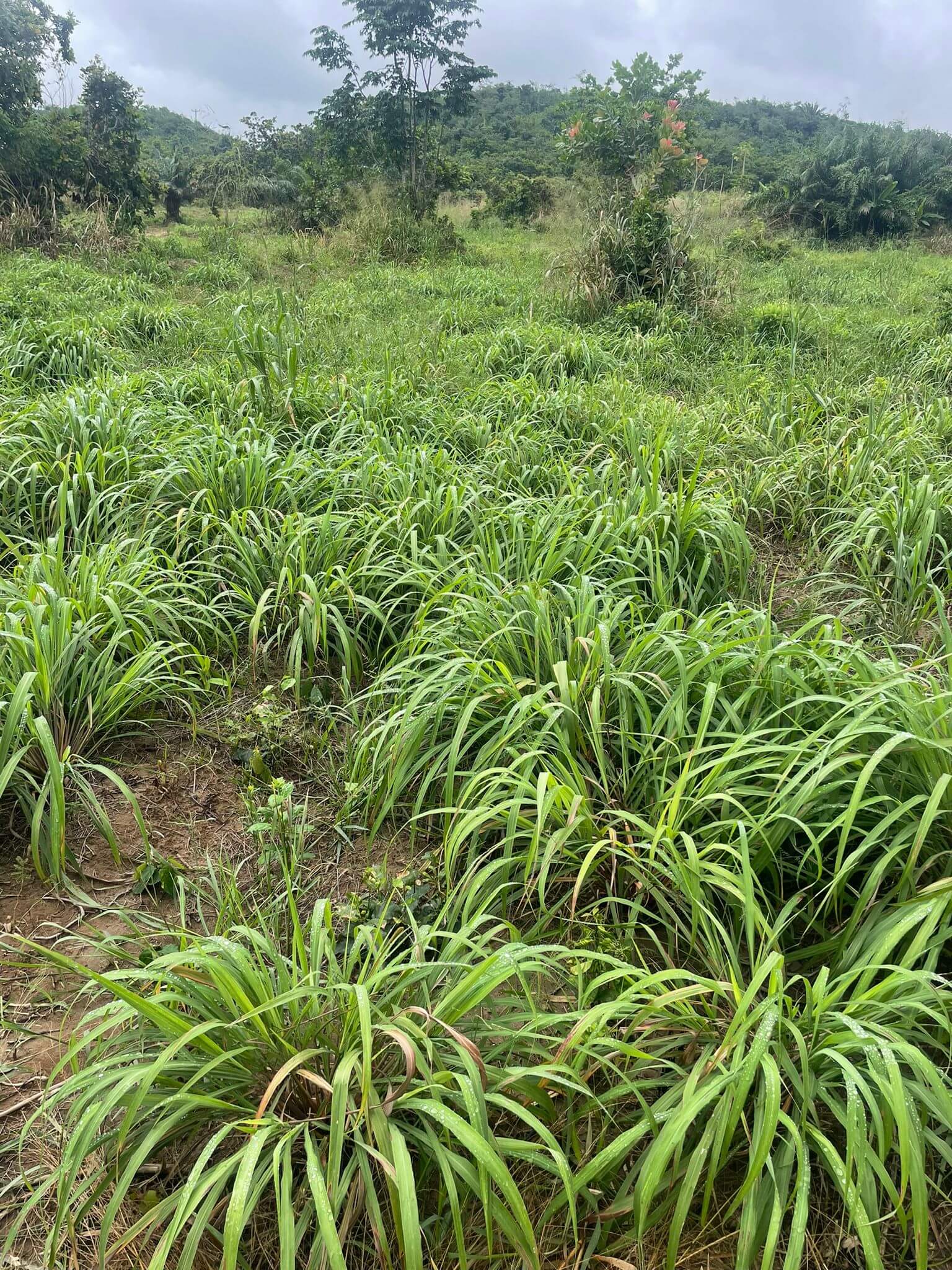 Close-up of fresh leaves